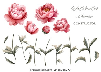 Conjunto de peonías de acuarela para diseño floral. Flores, brotes, tallo y hojas. Constructor floral. Vector de peonía