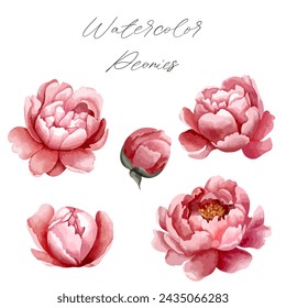 Set of watercolor peony heads for floral design. Flowers, buds. Vector peonies