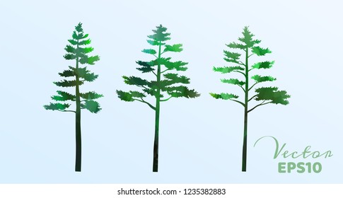 Set of watercolor pine trees . Vector illustration.