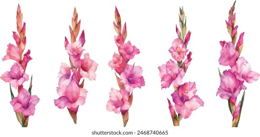 Set of watercolor pink gladiolus flower drawing at white paper background