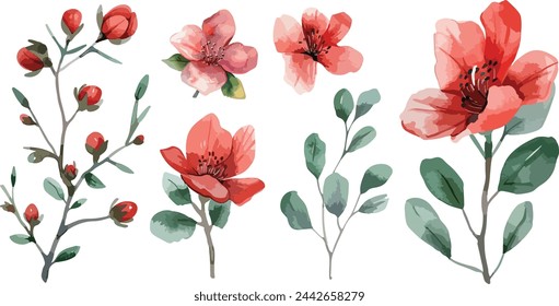 Set of Watercolor red flowers, 8 march blossoms blooming vector elements. Flower green leaves branch, and stem isolated on white background. Suitable for decorative invitations, posters, or cards
