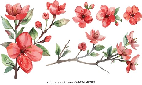 Set of Watercolor red flowers, 8 march blossoms blooming vector elements. Flower green leaves branch, and stem isolated on white background. Suitable for decorative invitations, posters, or cards