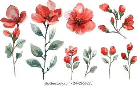 Conjunto de flores rojas de acuarela, flores de 8 marzo elementos vectoriales florecientes. Flor verde hojas rama, y tallo aislado sobre fondo blanco. Adecuado para invitaciones decorativas, carteles o tarjetas