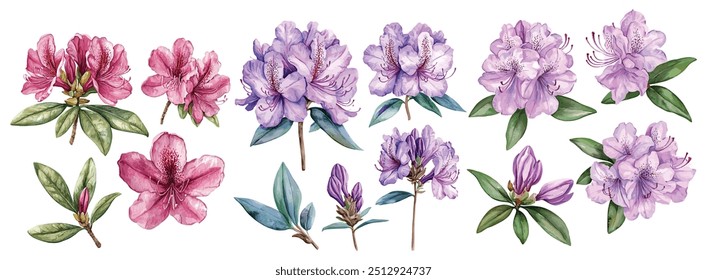 Set of Watercolor Rhododendron flower, white background, vector illustration. Perfect for wedding, cards, posters, flyers