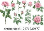 Set of watercolor roses and leaves on a transparent background. Watercolor composition of roses. Vector EPS 10