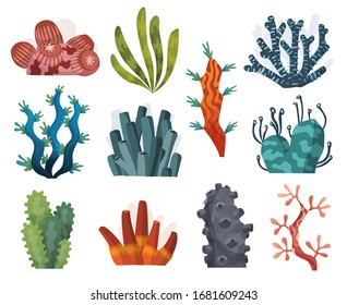 Set of watercolor seaweed and corals isolated on