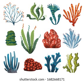 Set of watercolor seaweed and corals isolated on