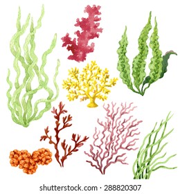 Set Of Watercolor Seaweed And Corals Isolated On White.