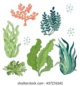 Set of watercolor seaweeds - vector illustration