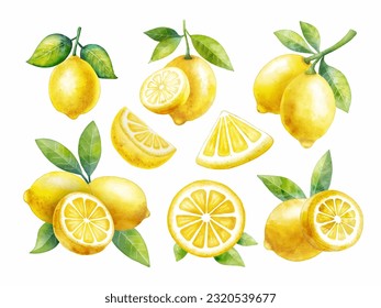 Set of watercolor style lemon fruit on white background vector, every piece can separate each one
