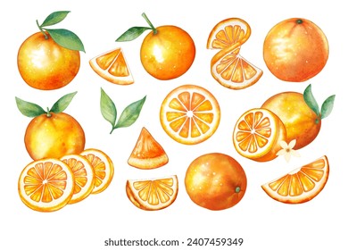 Set of watercolor style orange fruit on white background vector, every piece can separate each one

