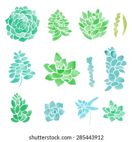 Set of watercolor succulents. Vector illustration. Isolated