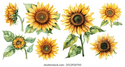 Set of Watercolor Sunflower flower, white background, vector illustration. Perfect for wedding, cards, posters, flyers