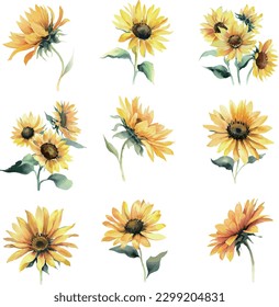 Set of watercolor sunflowers isolated on white background. Vector illustration.