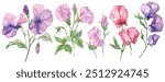 Set of Watercolor Sweet Pea flower, white background, vector illustration. Perfect for wedding, cards, posters, flyers