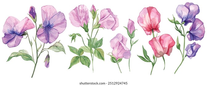 Set von Aquarell Sweet Pea Blume, weißer Hintergrund, Vektorgrafik. Perfekt für Hochzeit, Karten, Poster, Flyer