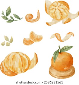 Set of watercolor tangerine fruit. Citrus set of orange peel, leave and seeds