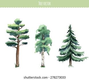 Set Of Watercolor Trees. Birch, Pine, Fir-tree. Vector 