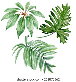 Set of watercolor tropical leaves isolated on white background. Vector illustration