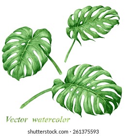 Set Of Watercolor Tropical Plants  Leaves. 