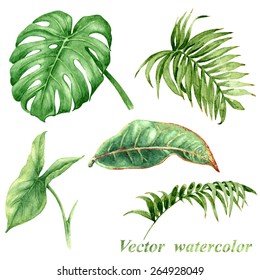 Set of watercolor tropical plants  leaves. 