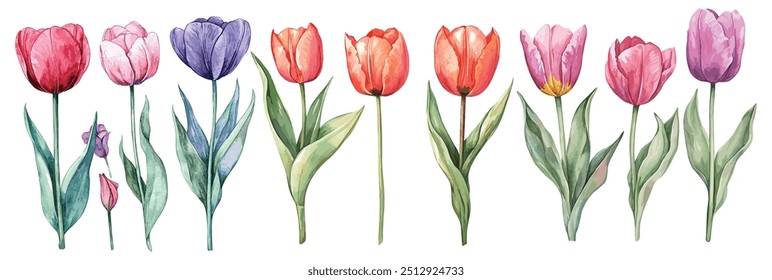 Set of Watercolor tulip flower, white background, vector illustration. Perfect for wedding, cards, posters, flyers