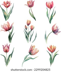 Set of watercolor tulip flowers. Hand-drawn illustration.