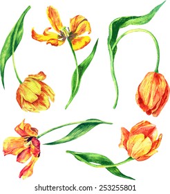 set of watercolor tulips