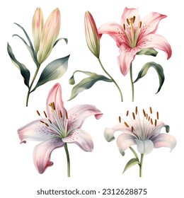 Set of watercolor vector beautiful lilies