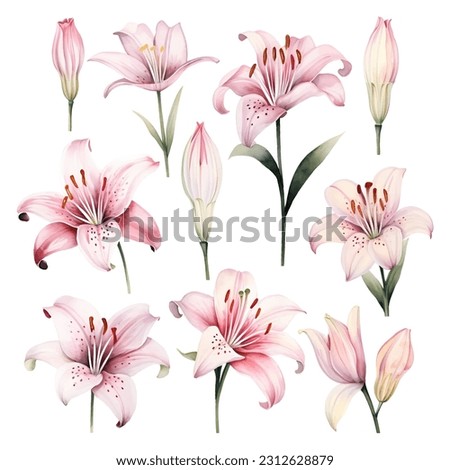 Set of watercolor vector beautiful pink lilies