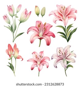 Set of watercolor vector beauty colorful lilies