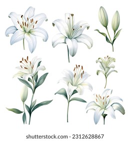 Set of watercolor vector beauty white lilies