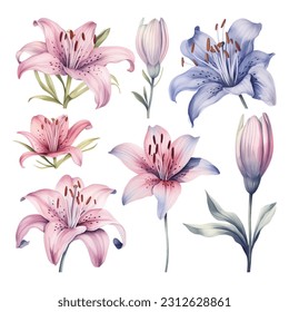 Set of watercolor vector colorful lilies