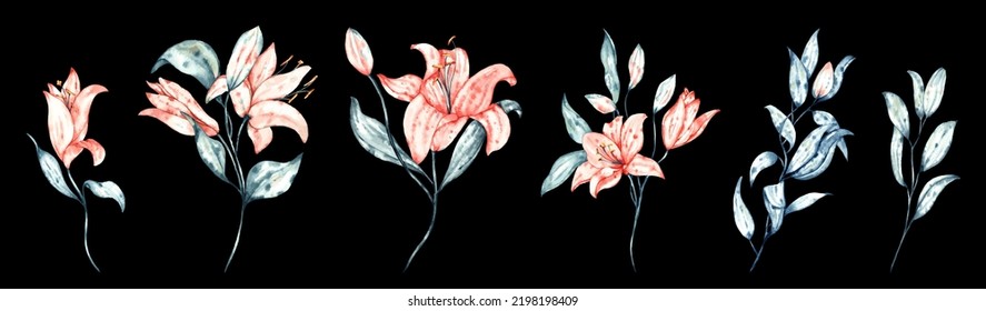 A set of watercolor vector elements of Lilium flower. Hand-drawn artworks were scanned and selected out. Layered illustrations turned into vector designs with 30 colors, on a transparent background.