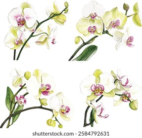 Set of watercolor vector illustrations white orchid flowers isolated.