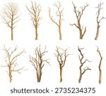 set of Watercolor vector Illustrator Bare Tree Branch Isolated on White Background