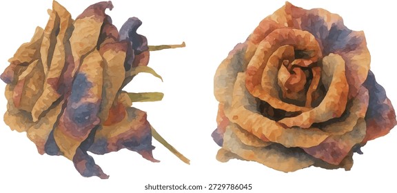 conjunto de Watercolor vetor Illustrator Dried Rose Flower Isolado no fundo branco