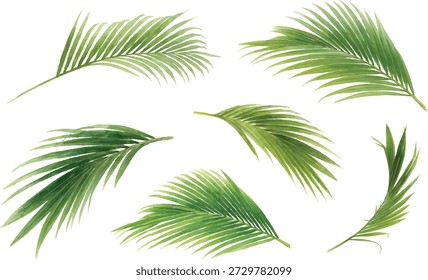 set of Watercolor vector illustrator green palm leaf isolated on white background