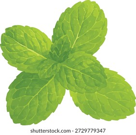 Conjunto de ilustrador de Vector de acuarela de hojas de menta aisladas sobre fondo blanco
