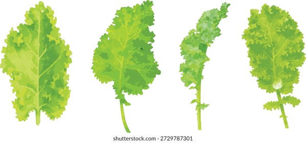 set of Watercolor vector illustrator of mustard green leaf isolated on white background