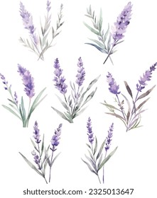 Set Watercolor vector lavender leaves plant illustration, isolated white background, flower clipart, for bouquets, wreaths, arrangements, wedding invitations, anniversary, birthday, postcards, greetin