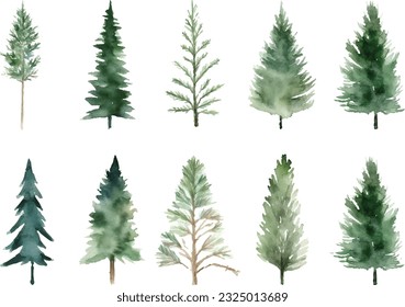 Set Watercolor vector pine tree illustration, isolated white background, flower clipart, for bouquets, wreaths, arrangements, wedding invitations, anniversary, birthday, postcards, greetings