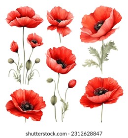 Set of watercolor vector red poppies