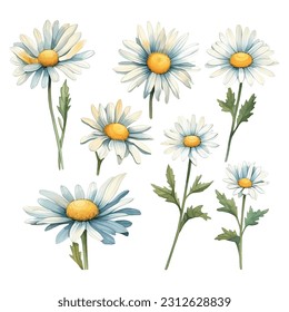 Set of watercolor vector white daisies