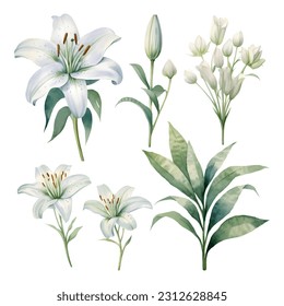 Set of watercolor vector white lilies