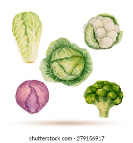 Set of watercolor vegetables, cabbage, broccoli, lettuce, cauliflower. Vector illustration.