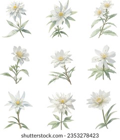 Conjunto de flor blanca de color agua Edelweiss aislada sobre fondo blanco. Ilustración dibujada a mano.