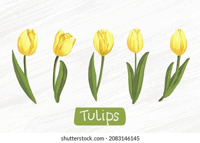 set of watercolor yellow tulips