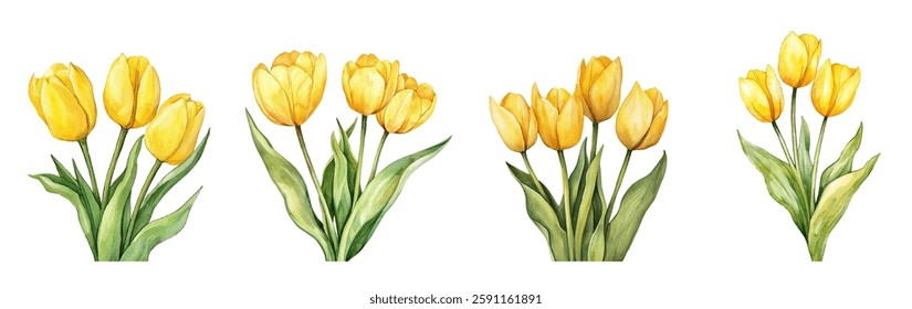 Set of watercolor yellow tulips png. Vintage bouquet of yellow tulips watercolor on transparent background. Watercolor spring flowers. Spring flowers concept. Vector illustration.