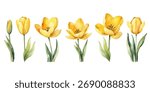 Set of Watercolor yellow tulips, Vector isolated template for cards, decor and seasonal design.